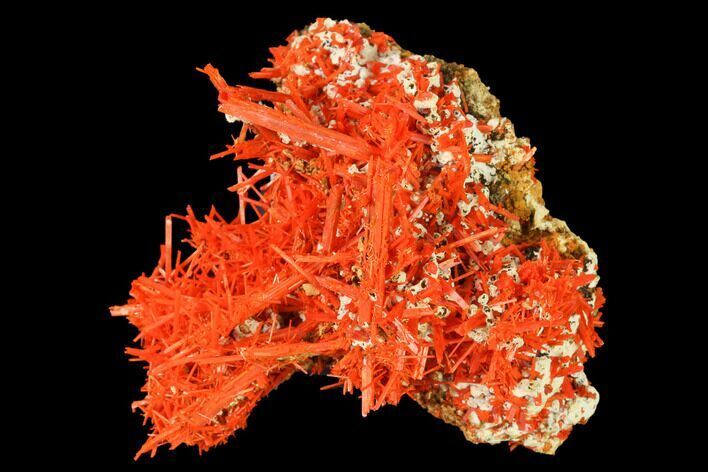 Bright Orange Crocoite Crystal Cluster - Tasmania #171681
